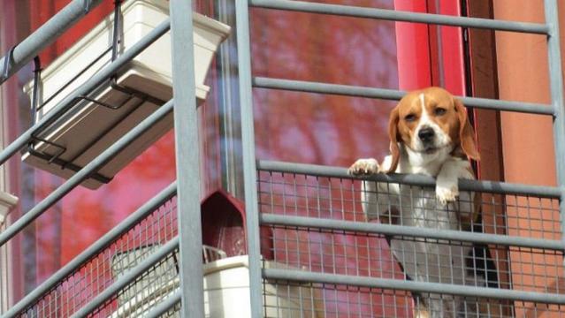 Nella fotografia, un cane affacciato alla ringhiera di un balcone.