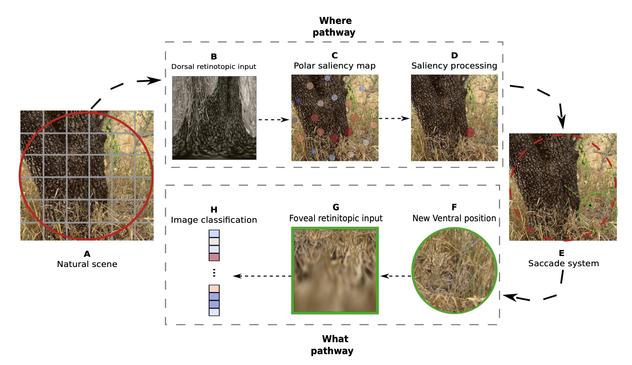 Our research introduces a novel "What-Where" approach to CNN categorization, inspired by the dual pathways of the primate visual system:

- The ventral "What" pathway for object recognition

- The dorsal "Where" pathway for spatial localization