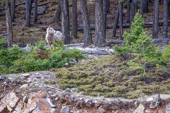 A majestic mountain goat roaming the rugged terrain of Banff National Park, surrounded by dense forest, illustrating the park's rich biodiversity.
