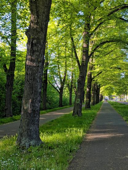 A sunny and vibrant low-angle shot of a tree-lined avenue in spring. A paved path for pedestrians and cyclists runs down the right side of the image, separated from the trees by a strip of short green grass. A second, parallel path is visible to the left, also bordered by grass. The trees are tall with deeply textured, dark bark, and the letters "Mausi" are visible as graffiti on five of the trunks. Each trunk has one letter. The trees are covered in lush, bright green leaves that are backlit by the sun. Sunlight filters through the foliage, creating dappled light and shadows on the ground. In the distance, a person can be seen on the right-hand path.