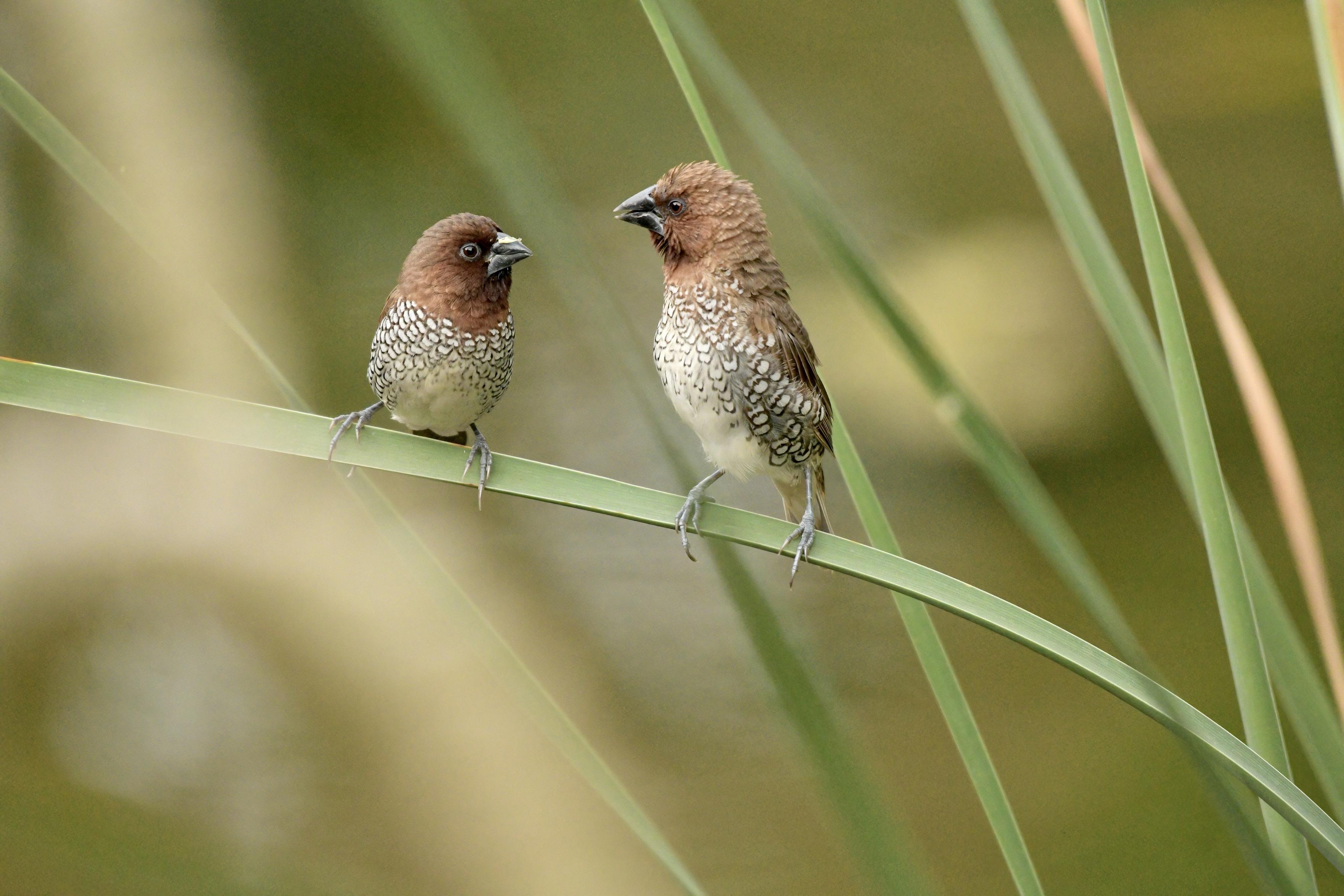 Two Scaly-breasted munias perched on a green stalk near the water