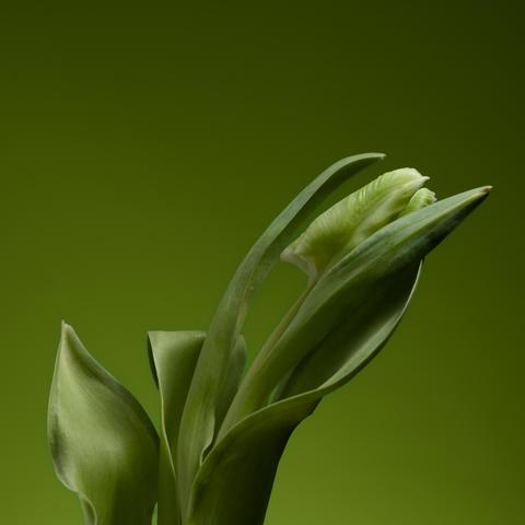 Green tulip on a green background.