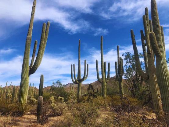 Giant cacti in Saguaro National Park, Arizona stretch toward a blue sky.