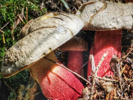 A close-up shot of several mushrooms with thick, red and white mottled stems and light-coloured caps, partially hidden amongst pine needles, moss, and other forest debris. The sunlight casts a warm glow on the red stems, highlighting their textured surface.