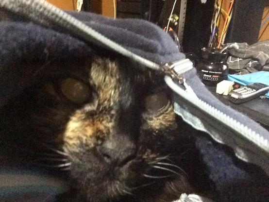 Picture looking down to a mostly zipped up hoodie with the face of a very good tortie kitty looking out.