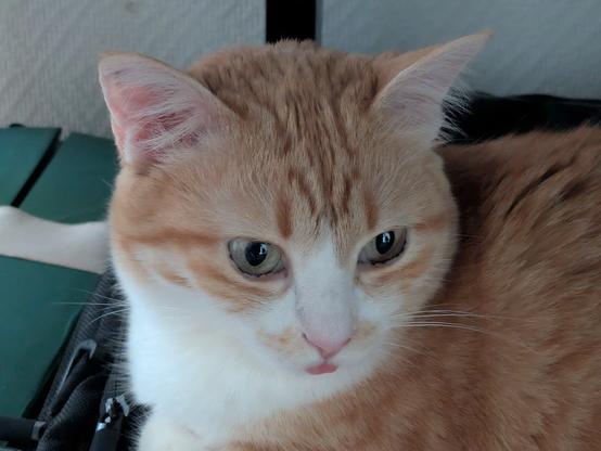 Tête de Youpi, chatte rousse et blanche aux yeux verts. Un bout de langue rose dépasse nettement de sa gueule. Elle est immobile, regarde sur le côté.