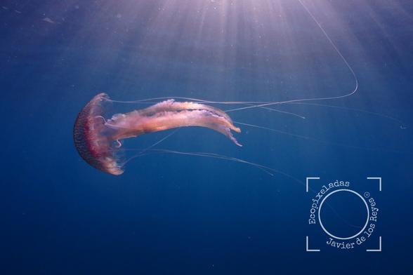 foto de una medusa en contraste con el azul del agua destacando finos y largos tentáculos que brillan bajo la luz del sol que incide en el agua