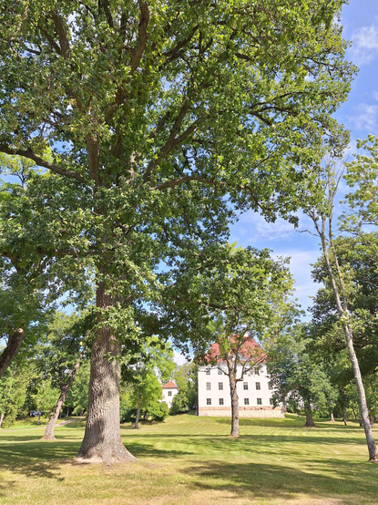 The oak in the foreground, the 17th century manor far away in the background.