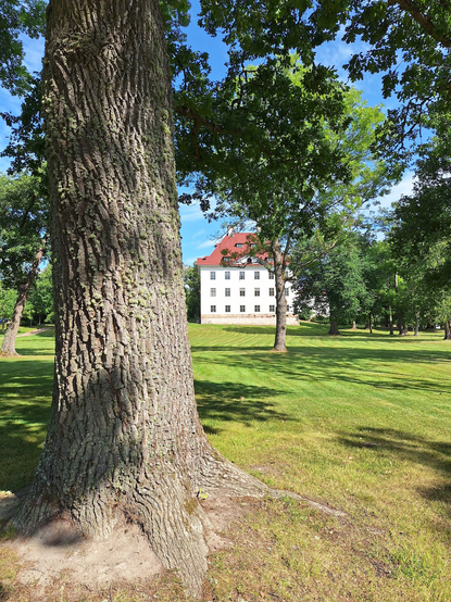Closer image of the oak's mighty trunk, the manor in the background.