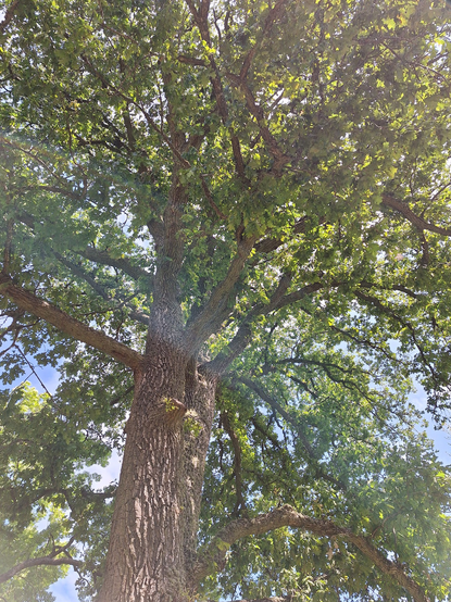 The oak's branches and leaves seen from below.
