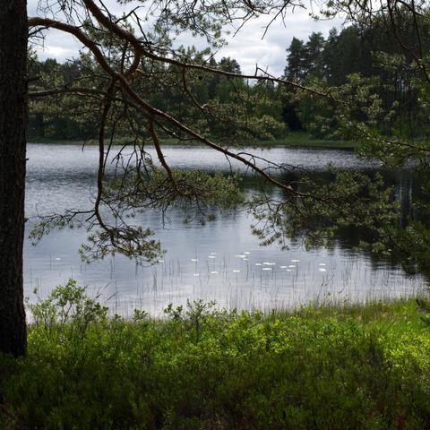 Calm lake with lily pads under a partly cloudy sky, framed by tree branches in the foreground and dense forest in the background.