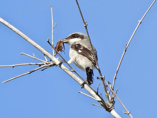 A small white and grey bird with black markings perched on a bare branch with a lizard in its beak, against a clear blue sky.