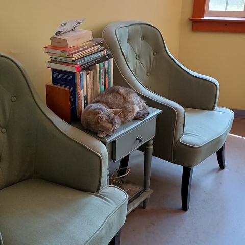 My cat, a brown and grey tortie, sleeps on the table between two green chairs in my living room. Behind the cat is a small bookshelf. The cat is sleeping on two felt coasters.