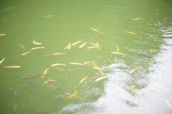 Fische im Wasser - viele davon,  sie warten auf Futter