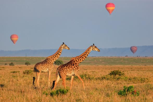 A photo of two masai giraffes walking across the Maasai Mara plains through tall yellow grass in golden morning lighting with three colorful hot air balloons flying at various altitudes in the background behind them.
