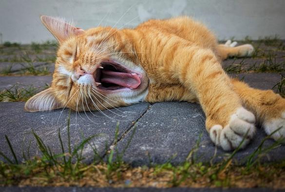 A very low-angle close-up of a ginger cat lying on its back on a grey paved surface, with its mouth wide open in a large yawn. Its pink tongue is visible, and its sharp teeth can be seen. The cat's whiskers are long and white, fanning out from its face. Its front paws, with cream-coloured toe pads, are relaxed and outstretched. Blades of green grass are visible along the bottom of the frame, separating the paving from the ground.