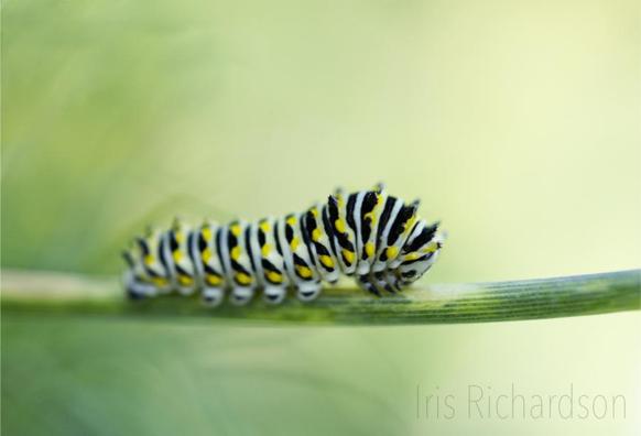 Black swallowtail caterpillar on fennel stem macro photograph