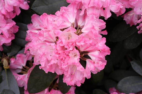 Pink rhododendron flowers.