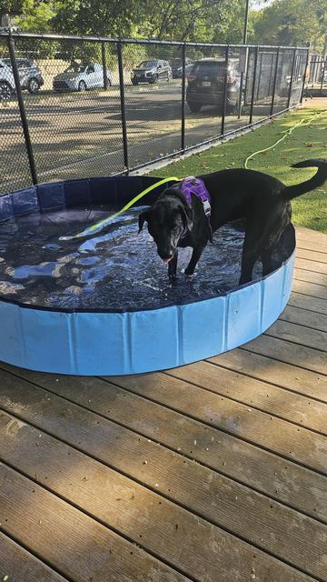 A wet black dog in a purple harness paddles in a large blue paddling pool on a deck in an astroturf dog park.
