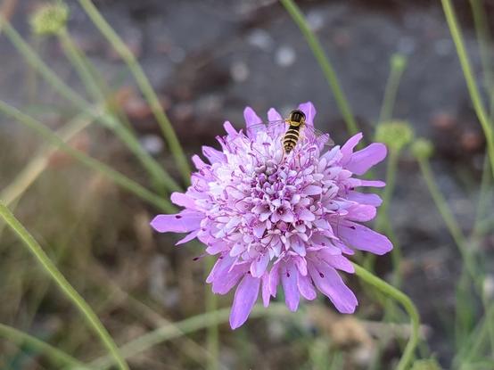 Una flor de color lila con multitud de pétalos, sobre la que se ha posado un insecto que recuerda a una avispa, por su color amarillo-negro a franjas. El insecto está de espaldas a la cámara. El fondo es borroso, pero se aprecian ramas de otras flores, seguramente de la misma planta. También se ven tonos grises de algún muro o pared cercana.