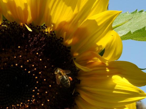 Plano corto de una abeja trabajando en un girasol. Se ve a la abeja en el centro de la imagen, aunque el encuadre abarca la cuarta parte superior derecha de la planta. Se aprecian las bolsitas de polen anaranjado en las patas de la abeja. En la esquina superior derecha se aprecia, incluso, un poco del cielo azul.
