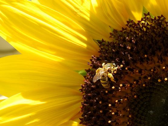 En otro girasol, otra abeja trabaja en el borde de la flor. El encuadre cubre parte del centro del girasol, con los pétalos a la izquierda. La abeja aparece en el centro, como en la imagen anterior, y también se aprecia el polen que ha recolectado.