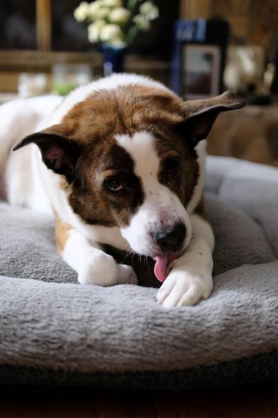 A white and brown dog looking up to the camera while grooming himself with his tongue out