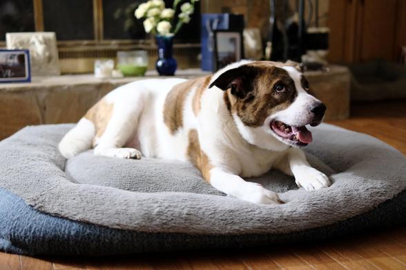 A white and brown dog lying in his bed, looking goofy with his rolled eyes