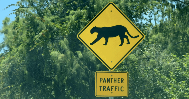 Two panther kittens killed, pushing Collier Co. to top of FL death count in 2025