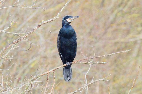 This is a Great Cormorant (Phalacrocorax carbo). The photo captures the dark-plumaged bird perched upright on a bare branch, with a soft, blurred background of winter trees. #greatcormorant #bird #lukehaigh #photography #canon #photo