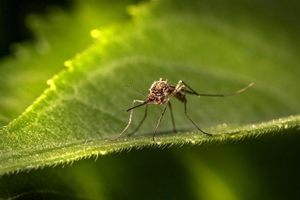 Close-up photograph of a mosquito on a leaf. By Erik Karits under a free Unsplash license: https://bit.ly/4lraLJ8