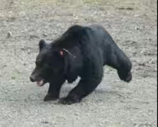 Asiatic black bear Nara Prefecture