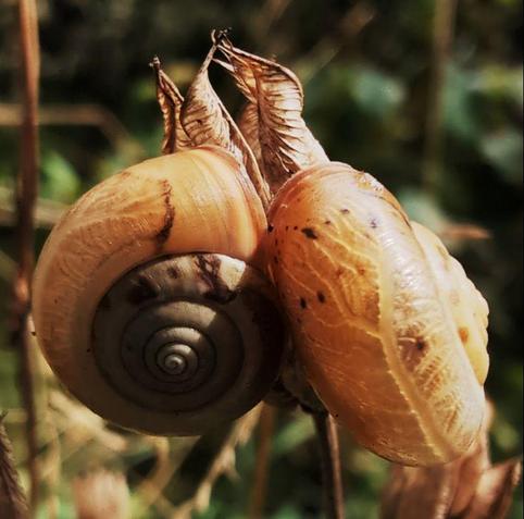 Zwei junge Gehäuseschnecken dicht beieinander, beigefarben mit einer wie gefurcht aussehenden Oberfläche auf der großen Rundung und einigen wenigen kleinen bräunlichen Streifen. Die linke Schnecke ist von oben zu sehen, die rechte von der Seite. Beide sind an einer inzwischen trockenen, braunen Blüte, deren spitz auslaufende Blütenblätter oben an den Schnecken ein wenig weitergehen. Auf den ersten Blick könnte man diese beiden Spitzen wie etwas zu den Schnecken gehörig halten.