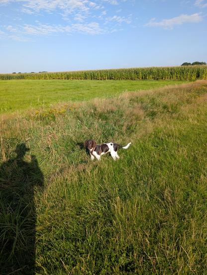 Auf dem Bild ist eine ländliche Szene zu sehen.
Im Vordergrund steht ein braun-weißer Hund mit Brustgeschirr auf einer Wiese und blickt zur Kamera. Der Hund steht auf einer schmalen, etwas höheren Grasfläche, umgeben von niedrigerem grünen Gras. Links im Bild ist der Schatten einer Person zu erkennen, die vermutlich das Foto aufgenommen hat. Im Hintergrund erstreckt sich ein weites Feld mit hohem, reifem Mais, dahinter ein blauer Himmel mit einigen lockeren, weißen Wolken. Die Lichtverhältnisse deuten auf sonniges Wetter hin, wahrscheinlich am Vormittag oder späten Nachmittag.