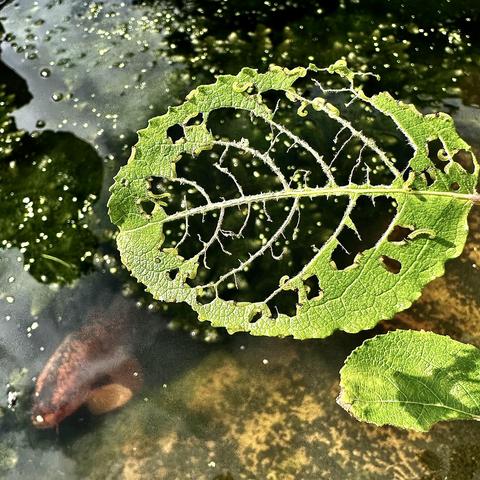 Photo shows a leaf hanging over a pond nearly eaten by little worms. Underneath is a fish, waiting for the worms to fall into the water