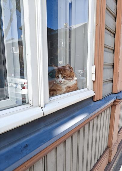 Orange cat with white markings laying on a windowsill and watching the street. The building is old wooden house that is painted neutral colors. The window reflects a car and building from across the street.