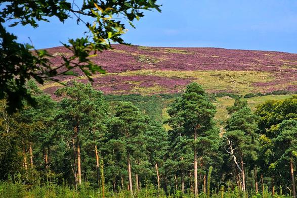 A vibrant landscape photo showing a purple heather-covered hillside under a clear blue sky. In the foreground, a dense forest of tall, green pine trees stands, partially obscuring the base of the hill. A few green leaves from an unseen tree frame the top-left corner of the image. The sun is shining brightly, illuminating the scene and creating a cheerful, natural atmosphere.