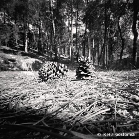 A black and white pinhole photograph of two large pine cones on a footpath through a forest