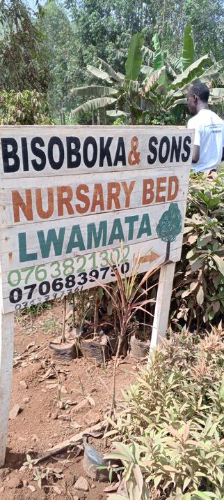 The poster about BISOBOKA AND SONS NURSERY BEDS IN LWAMATA.where we visited and learned about jackfruits