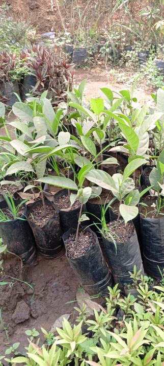 Bisoboka's Jackfruits already looking good and ready to be sold