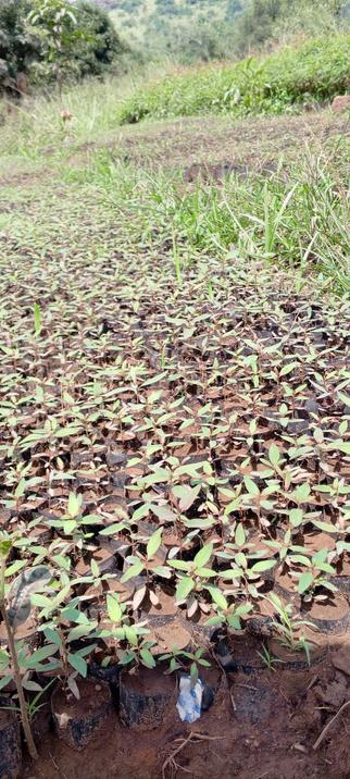 Other trees in their farm