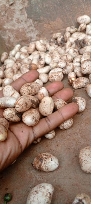 A hand holding our seeds and soon going to be a nice project for everyone to see.