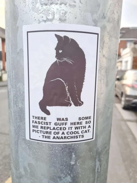 Picture of a street pole, with a poster of a cat, and the words "There was some fascist guff here so we replaced it with a picture of a cat - The anarchists".
