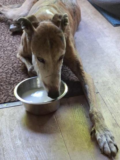 A galgo espanol lying on a wooden floor, drinking diluted milk from a stainless steel bowl. The dog's ears are perked up, and it appears focused on the bowl.