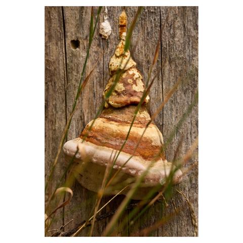 Closeup of a mushroom growing on a treestump. The mushroom looks suspiciously like a wizard's hat from a mildly successful series of children's books.