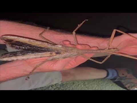 Giant Insect Found In Australia 2025