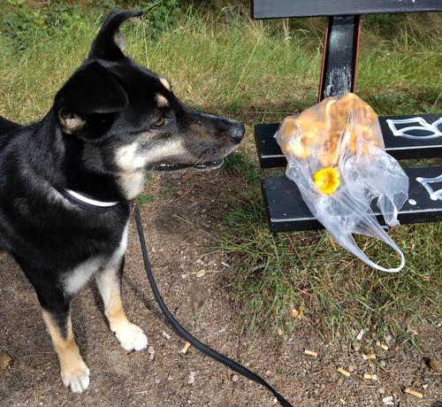 Koira seisoo penkin vieressä. Penkillä on läpinäkyvä hedelmäpussi, jossa kanttarellejä. Yksi kanttarelli on pussin päällä.