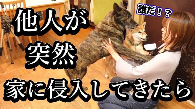 家族以外の人間が突然家に侵入！！警戒心強い甲斐犬と柴犬はどうする！？　 #甲斐犬 #柴犬　#dog