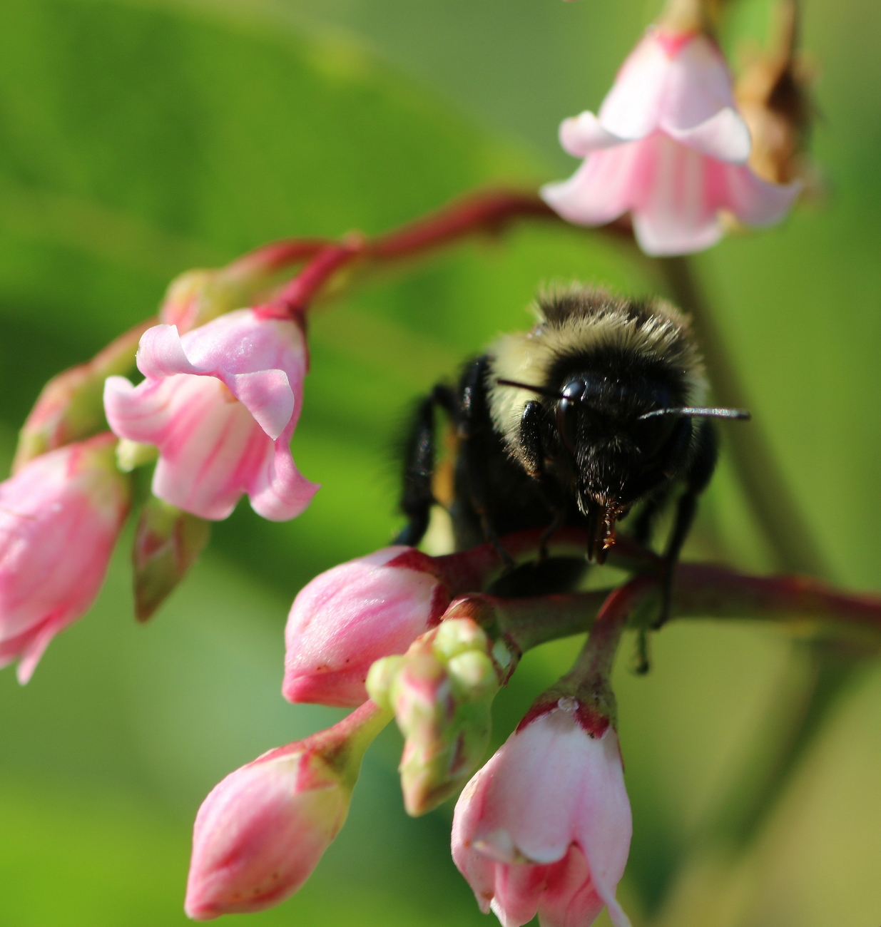 Macro photograph of a black and yellow bumble bee waking up and resting in the middle of pink flowers of dogbane, looking at the camera with morning sunlight in its left eye. Some flowers are open, like little bells, others are still closed in buds, on red stems with a green background.
