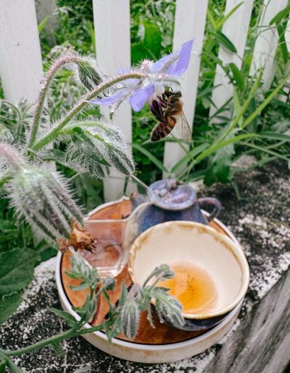 A honey bee on a borage flower in the foreground; the stems of the borage plant frame above and below an empty tea cup, teapot, and glass pitcher sitting on a tray on a low concrete wall. There is a white fence behind the top of the wall.